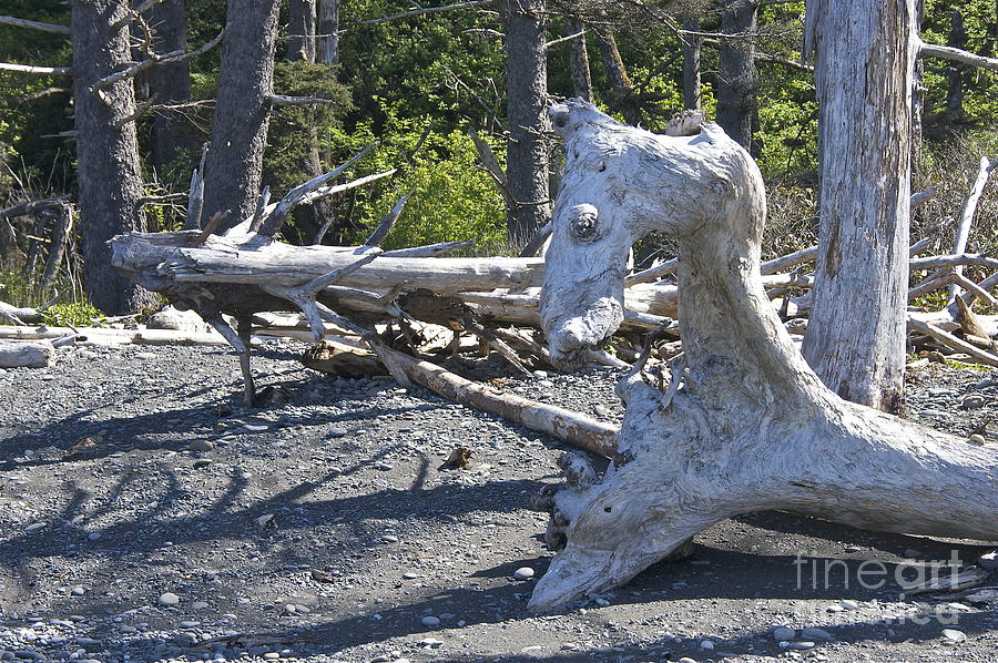 Sea Horse in a Ghost Forest Photograph by Sean Griffin