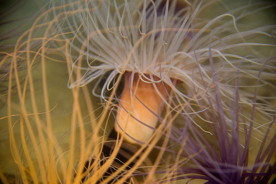 Sea life Photograph by Anthony Citro