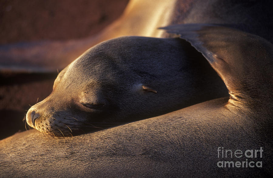 Sea Lion - Galapagos Photograph by Craig Lovell