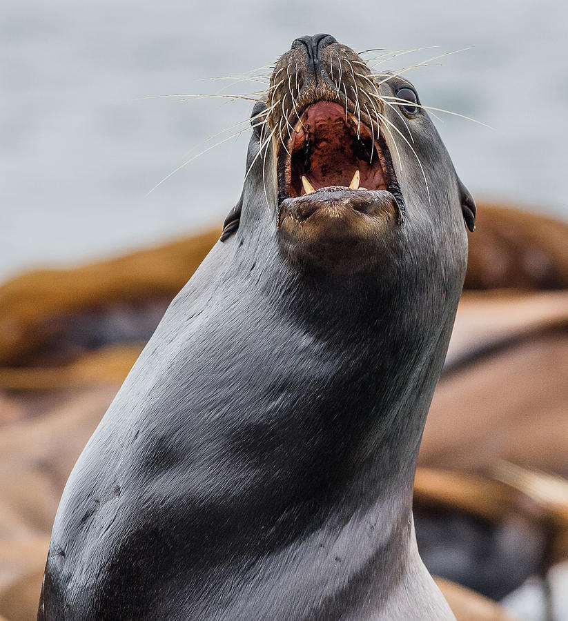 Wildlife Photograph - Sea Lion Agony by Greg Nyquist