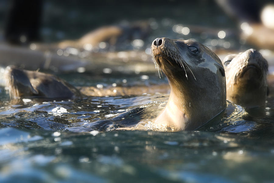 Wildlife Photograph - Sea lion and Friends by Steve Munch