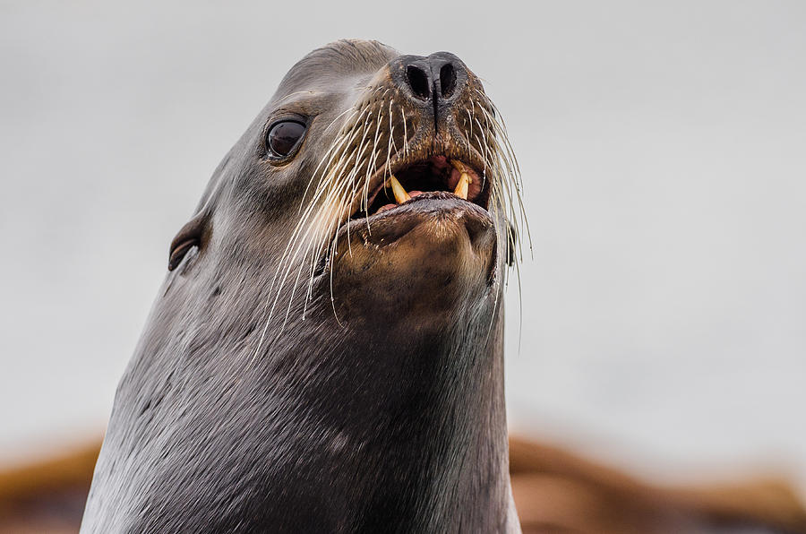 Sea Lion and Yellow Fangs Photograph by Greg Nyquist