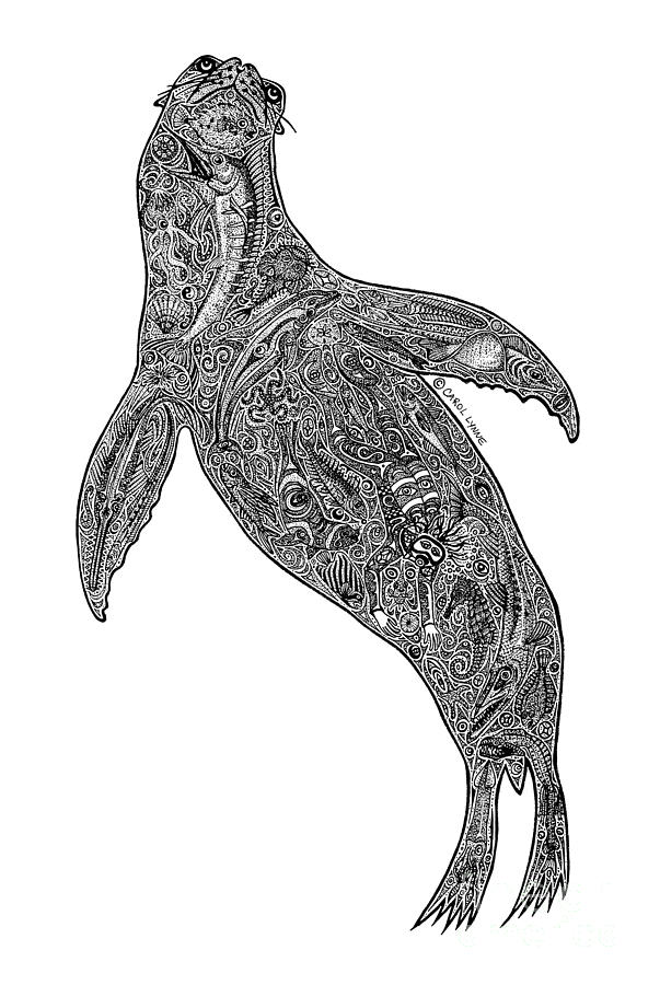 Sea lion drawing