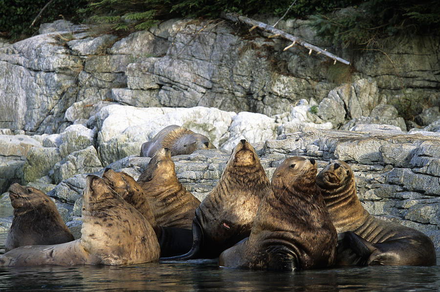 Sea Lion Colony, Gillard Island Photograph by Ron Watts | Fine Art America