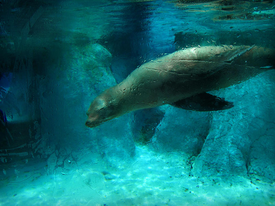 Sea Lion Dive Photograph by Cindy Haggerty