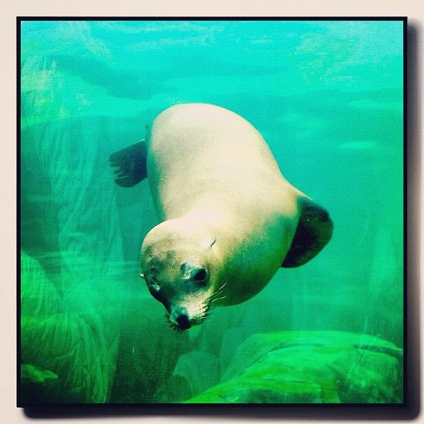 Sea Lion Or Seal? Photograph by Sarah Steele
