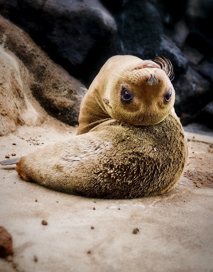 Sea Lion Pup Photograph by Ray Kent