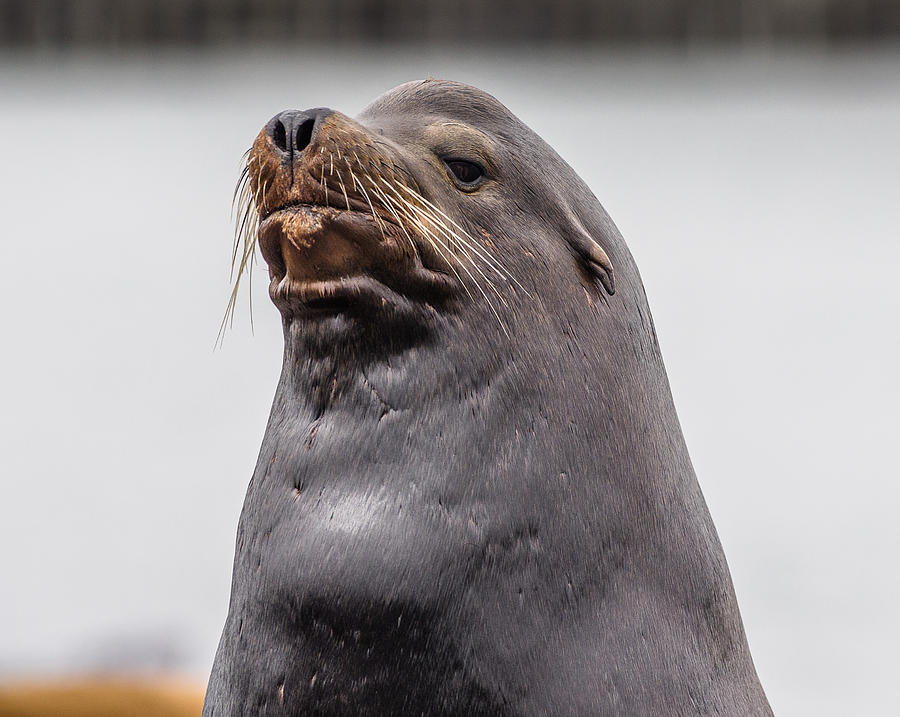 Sea Lion Satisfaction Photograph by Greg Nyquist