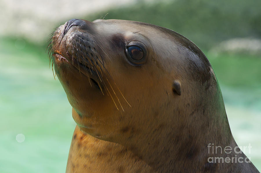 Sea lion up close. Photograph by Andrew  Michael