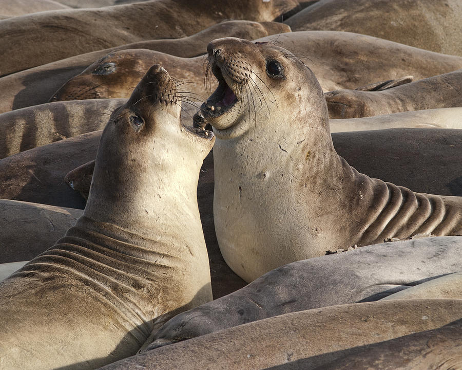 Sea Lions  Photograph by Gregory Scott