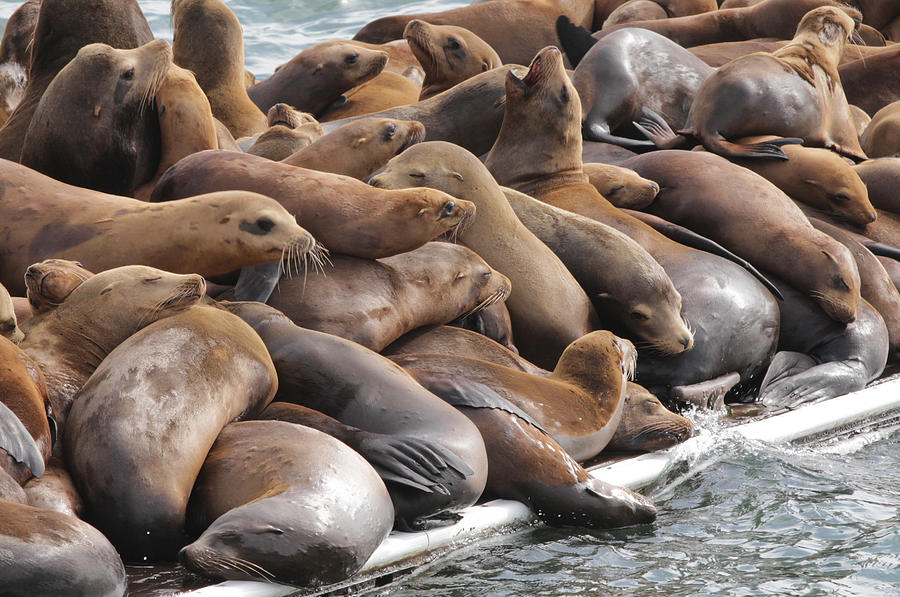 Sea Lions on Monterey Pier Photograph by Sakari Kouti - Fine Art America