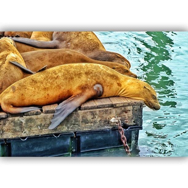 Wildlife Photograph - Sea Lions Resting. Pier 39, San by Chris Bechard