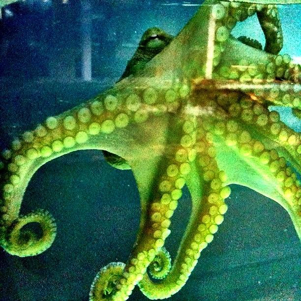 Octopus Photograph - Sea Monster by Casey Fessler