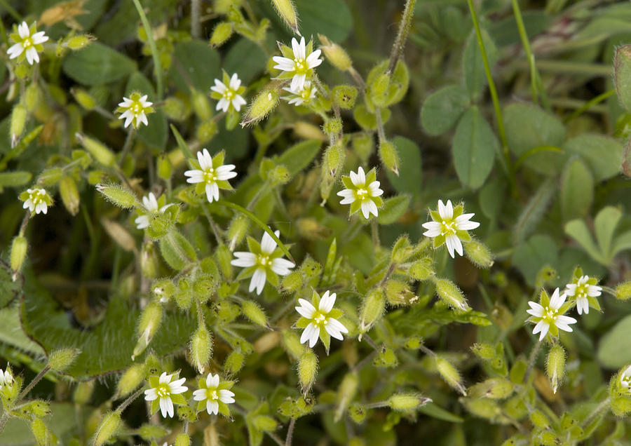 Sea Mouse-ear (cerastium Diffusum) Photograph by Bob Gibbons - Pixels