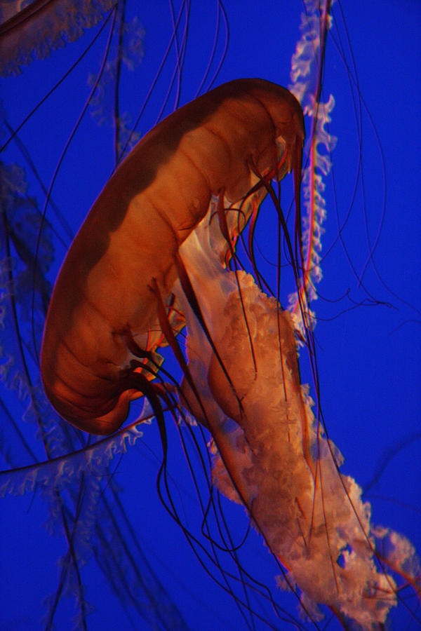 Sea Nettle Jellyfish Monterey Bay Aquarium Photograph by Benjamin Dahl