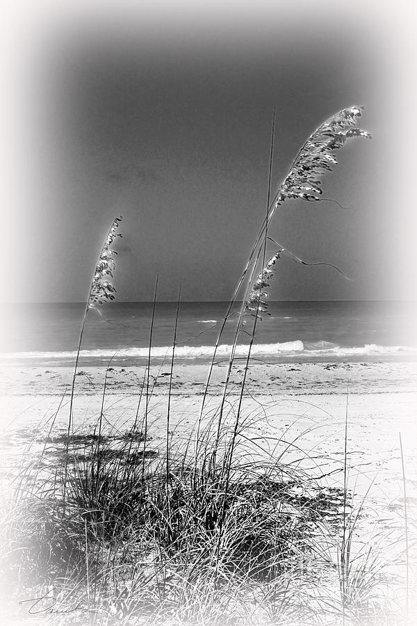 Sea oat dune grass Photograph by Danuta Bennett