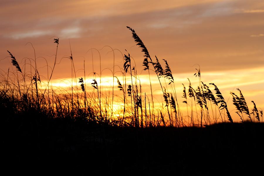 Sea Oat Sunset Serenade Photograph by Kim Galluzzo Wozniak