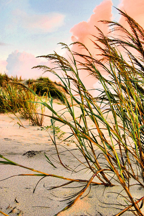 Sea Oats and Dunes Photograph by Kristin Elmquist