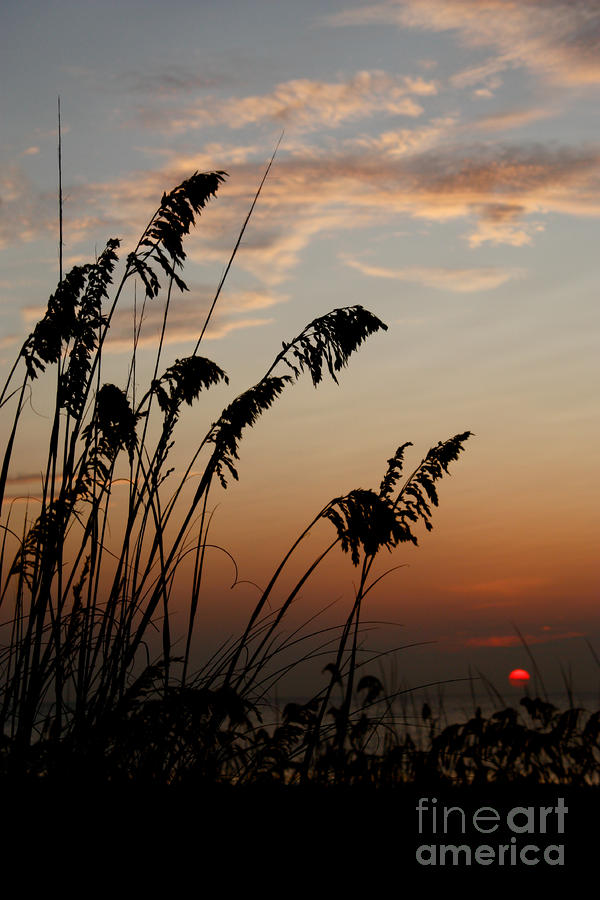 Sea Oats at Sunrise #1 Photograph by Dawna Moore Photography
