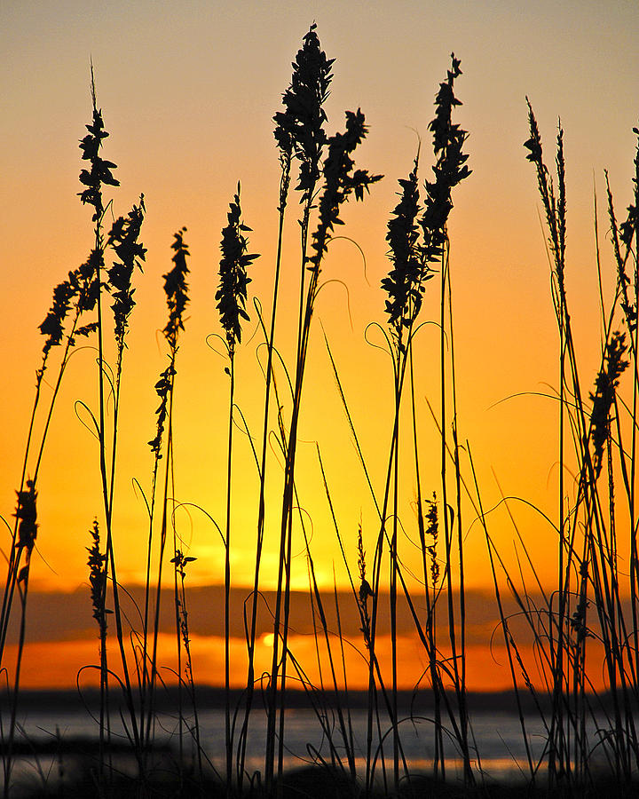 Sea Oats at Sunset Photograph by Betty Eich