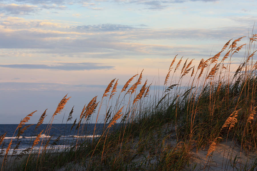 Sea Oats Blowing In The Wind Photograph by Kim Galluzzo
