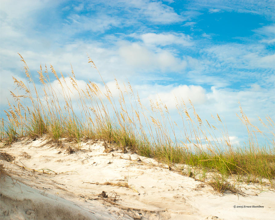 Sea Oats -destin Photograph by Ernest Hamilton