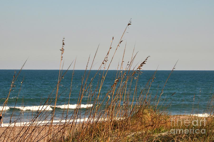 Sea Oats on Cocoa Beach Florida Photograph by John Black - Fine Art America