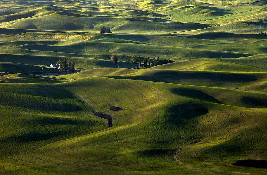 Sea of Green Photograph by Michael Dawson - Pixels