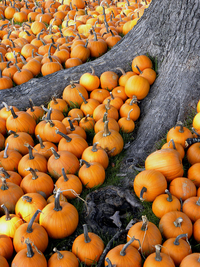 Sea of Pumpkins Photograph by Sandi OReilly