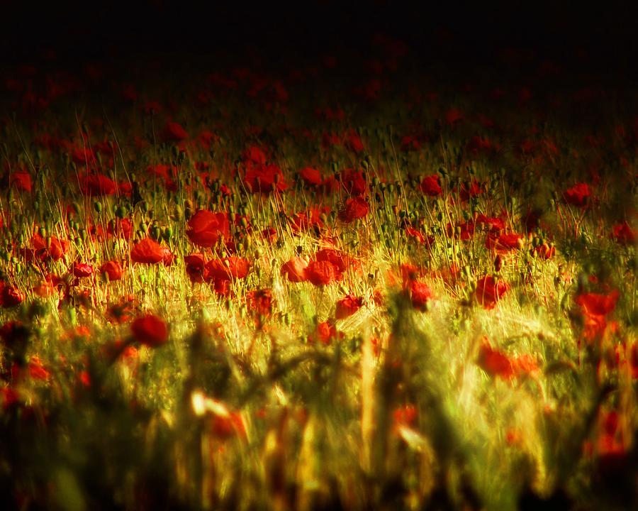 Sea Of Red Photograph by Mimulux Patricia No