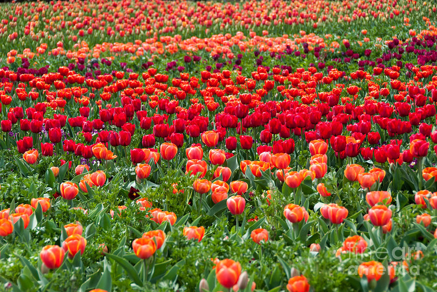 Sea of tulips Photograph by Fran Woods