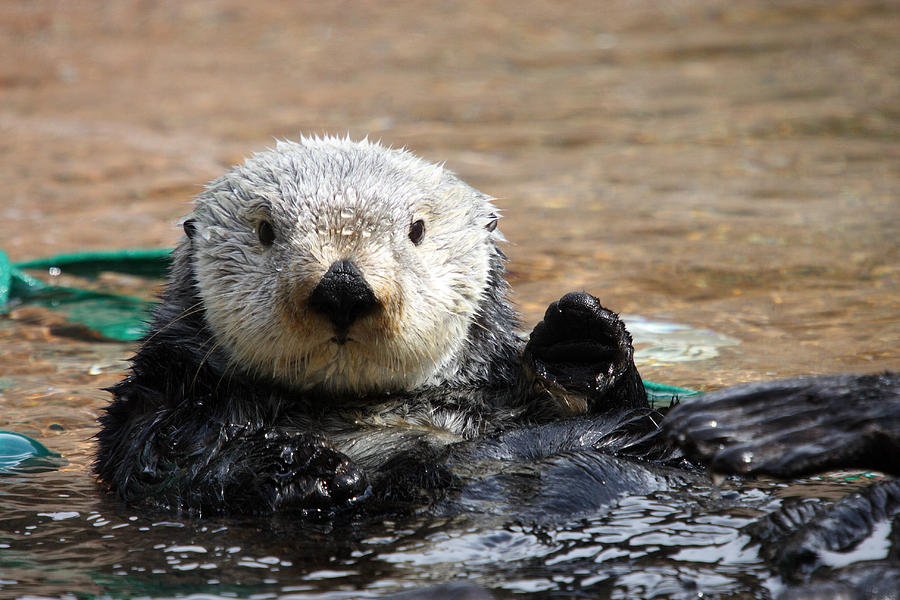 Sea Otter - 0006 Photograph by S and S Photo - Fine Art America