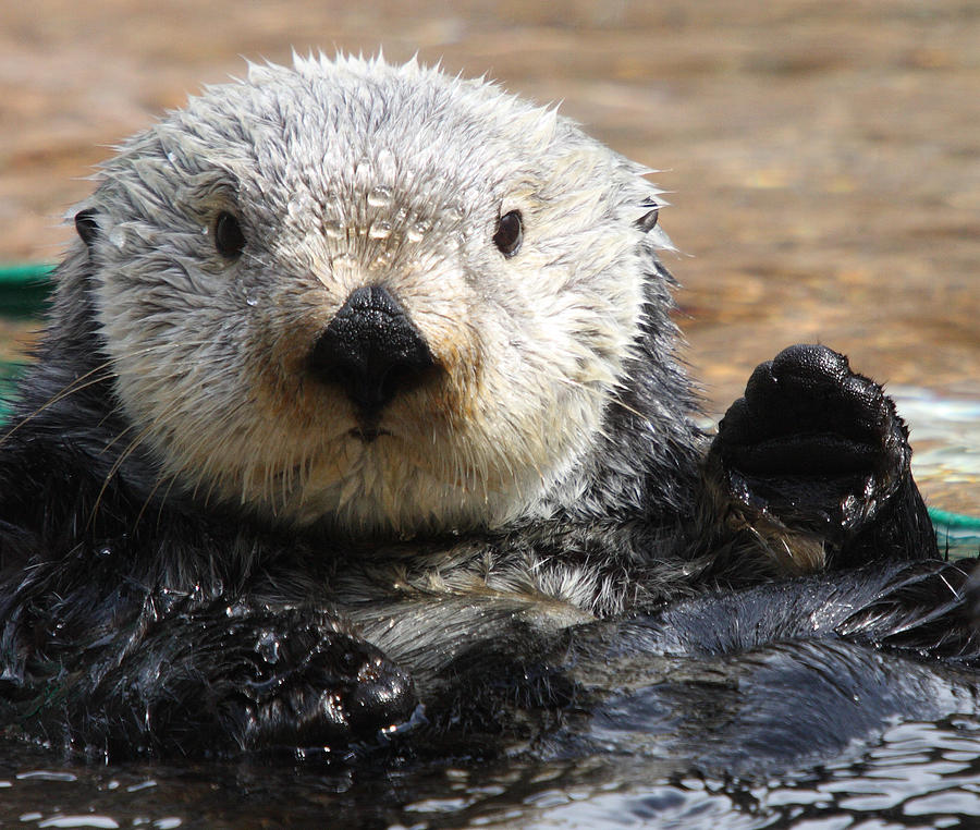 Wildlife Photograph - Sea Otter - 0007 by S and S Photo
