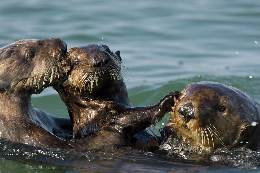 Mammal Photograph - Sea Otter Enhydra Lutris Bachelor Male by Suzi Eszterhas