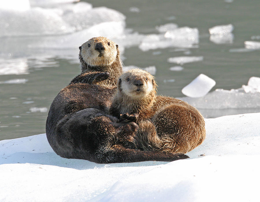 Sea Otter Enhydra Lutris Female Photograph By Michael Gore