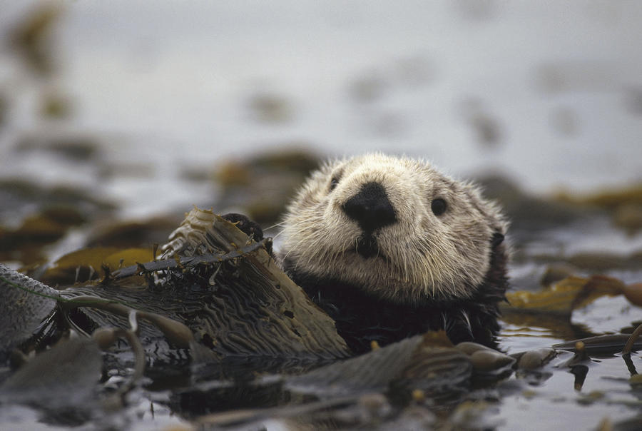 Sea Otter In Kelp Bed Photograph by Gerry Ellis