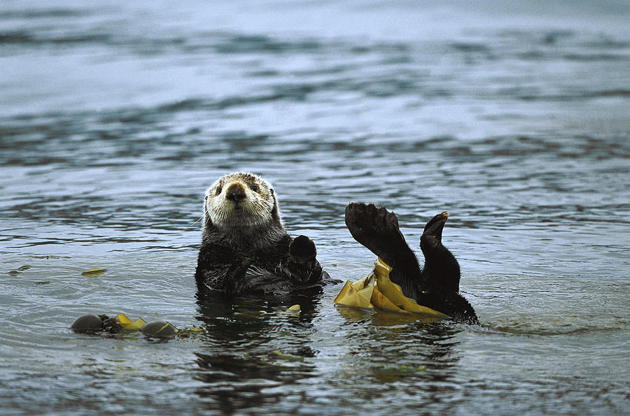 Sea Otter Enhydra Lutris Wrapped Photograph by Konrad Wothe