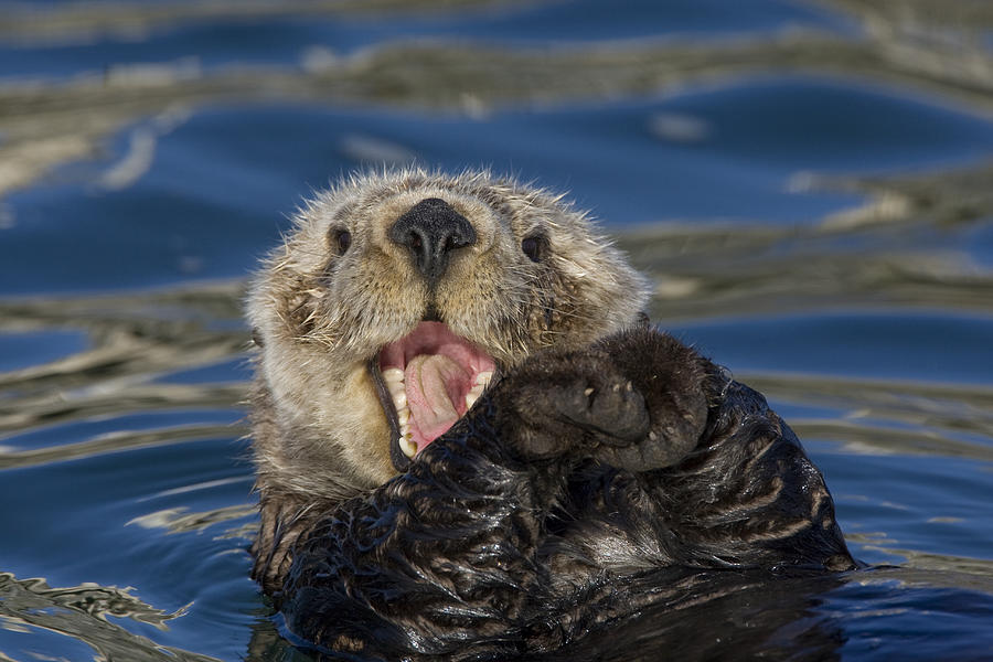 Sea Otter Yawning Photograph by Suzi Eszterhas