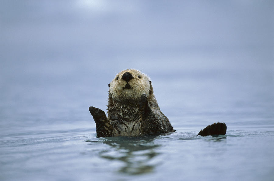 Sea Otter In  Prince William Sound Photograph by Suzi Eszterhas