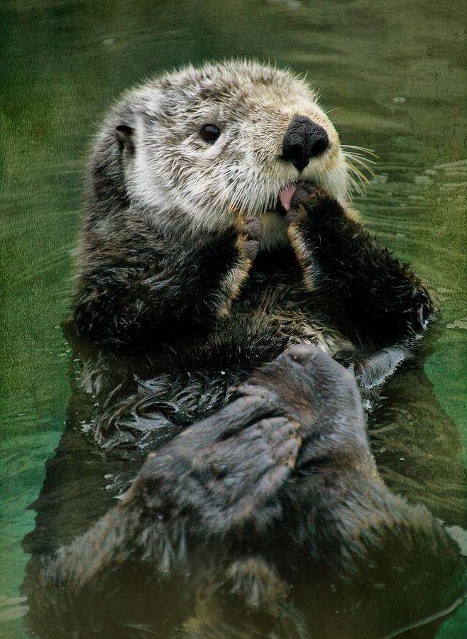 Sea Otter Photograph by Kym Clarke