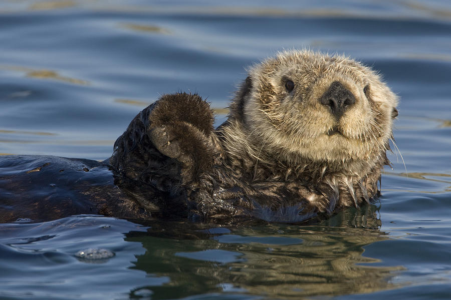 Sea Otter Monterey Bay California Photograph by Suzi Eszterhas