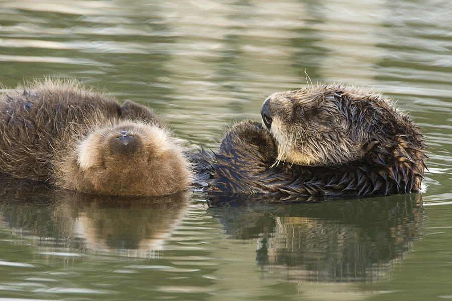 Sea Otter Mother And Pup Sleeping Photograph by Sebastian Kennerknecht