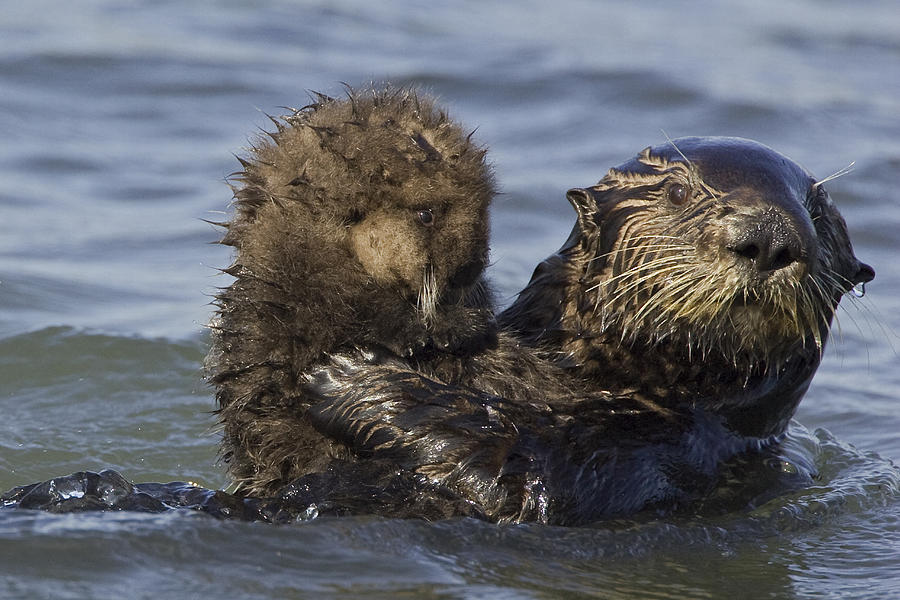 Sea Otter Mother Holding Pup Monterey Photograph by Suzi Eszterhas