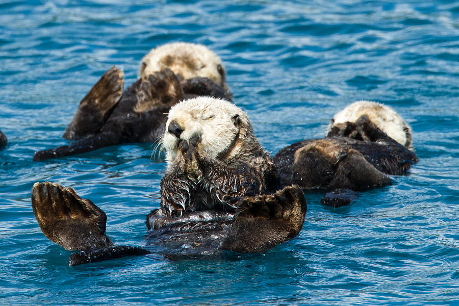 Sea Otter Naptime Photograph by Adam Pender
