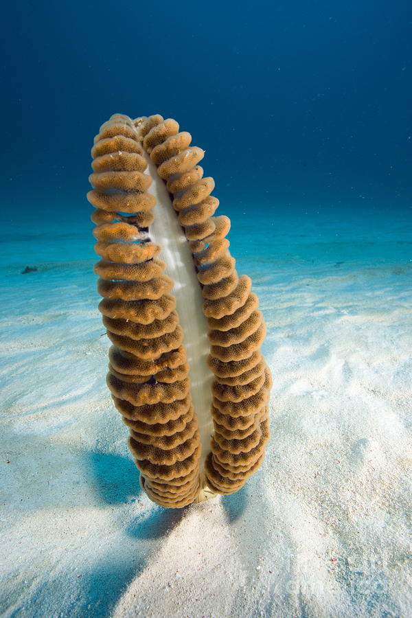 Sea Pen Photograph by Franco Banfi and Photo Researchers Sea Pen Photograph by Franco Banfi and Photo Researchers