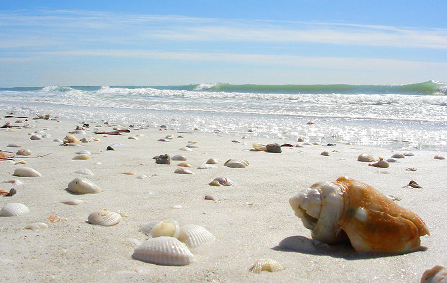 Sea Shell-1 Photograph by Larry Mulvehill