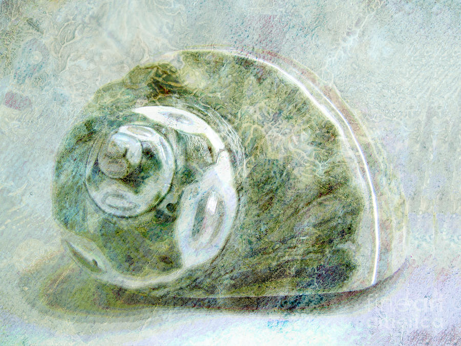 Sea Shell I Mixed Media by Ann Powell