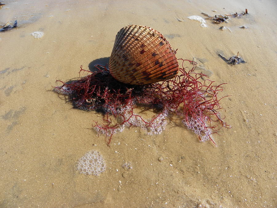 Sea Shell Seaweed an Sand 1 Photograph by Sheri McLeroy