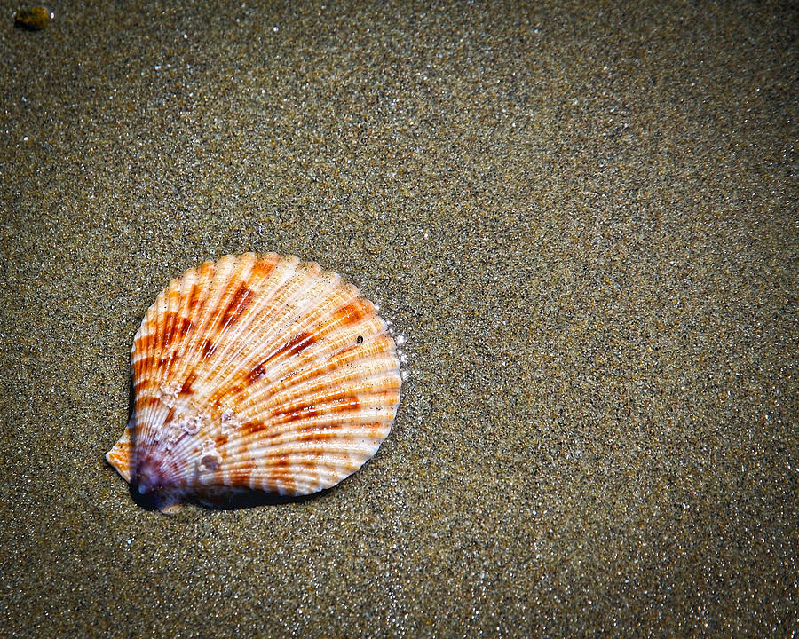 Sea Shell Photograph by Steve McKinzie