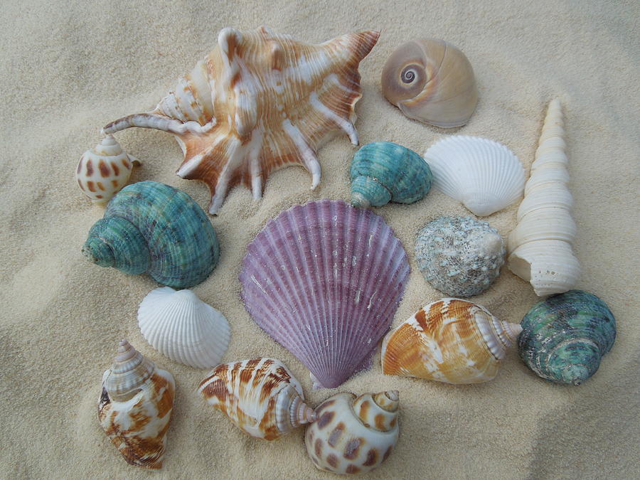 Sea Shells Photograph by Chad and Stacey Hall